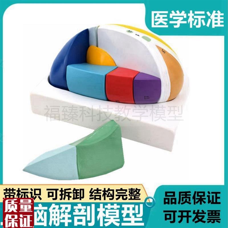 丘脑模型a可拆带标识脑室核团基底核神经节间脑中枢大脑解剖可拼