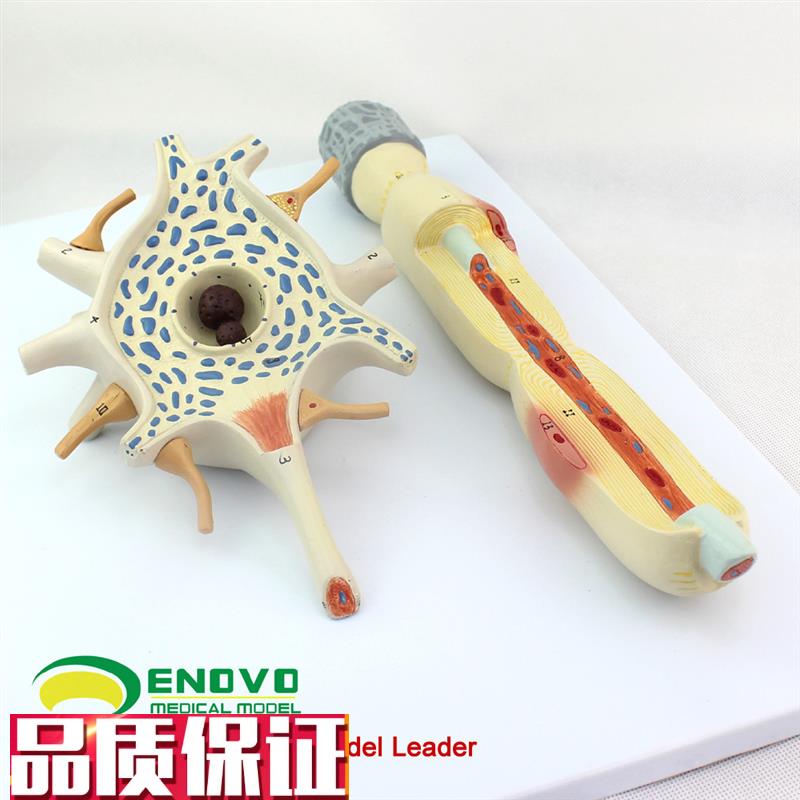 颐诺正品神经元胞体和神经w纤维结构放大模型医用人体解剖系统