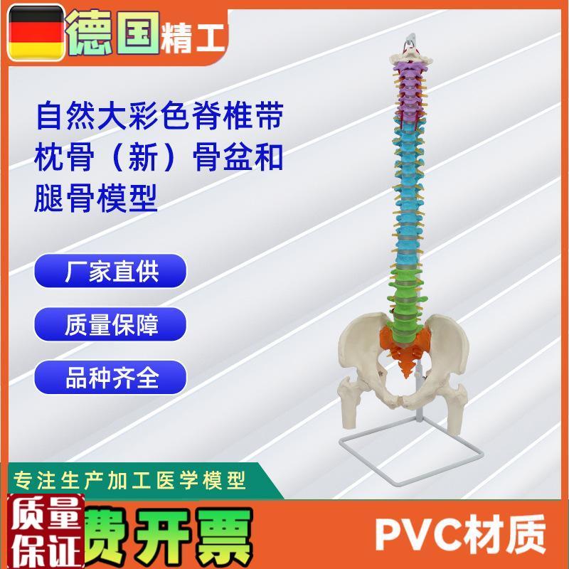 自然大彩色脊椎带枕骨新骨盆B和腿骨模型人体骨骼模型教学模