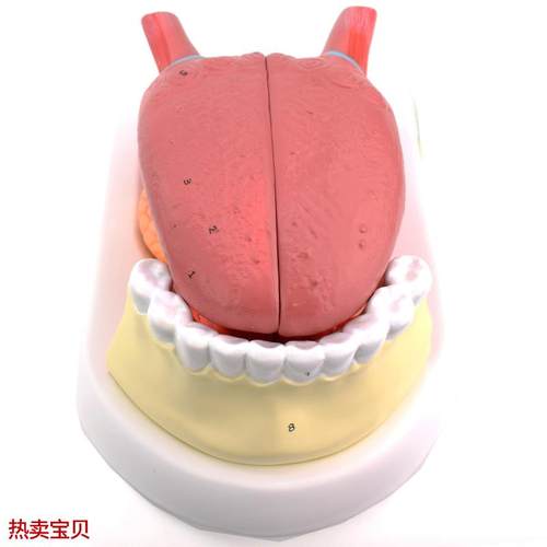 ENOVO颐诺i舌附牙放大模型舌苔结构舌头解剖舌象中医舌象教学舌质