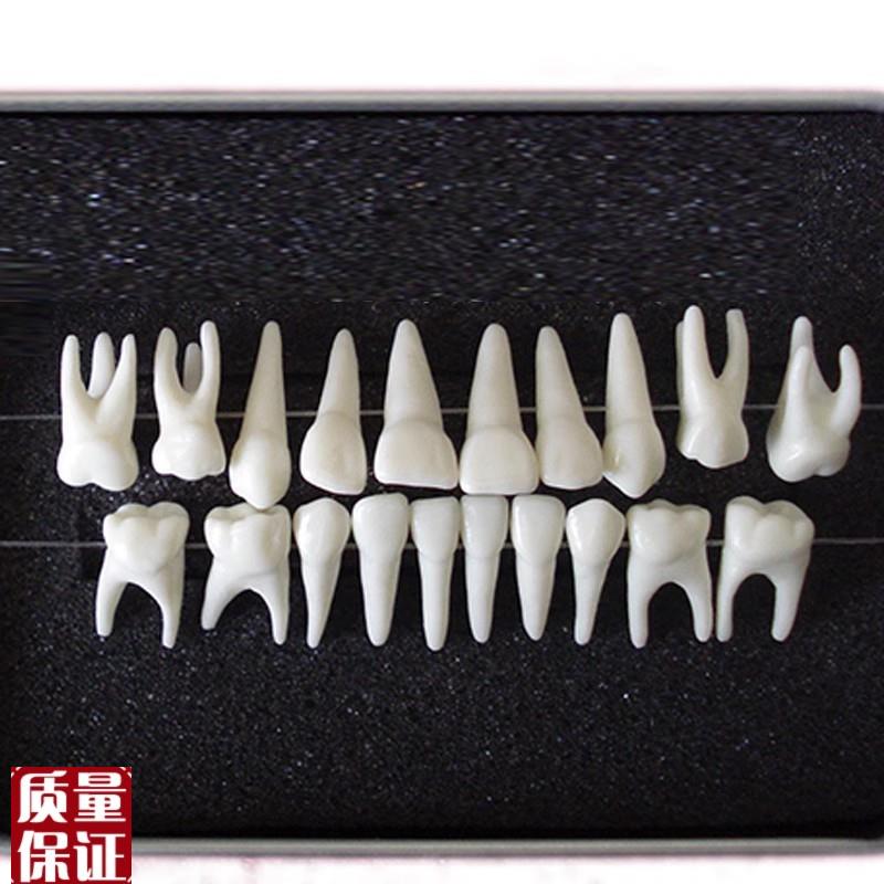 ENOVOd颐诺恒牙牙齿1:1模型成人牙列牙齿模