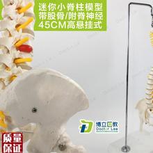 教学45CM迷你k人体小脊柱带骨盆股骨模型带神经骨架脊柱脊椎模