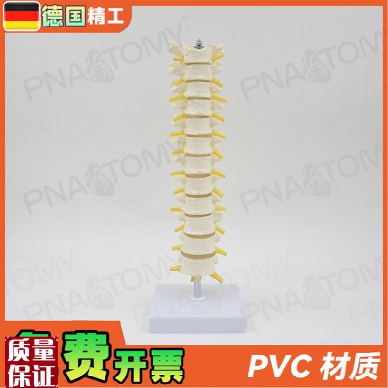 德国】11人体胸椎模型脊椎腰椎E颈椎胸椎正骨骨科骨骼模型医