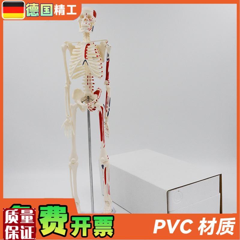 德国】45cm彩色人体骨骼模型肌肉起止点M骨架四肢可活动艺用教