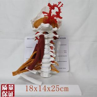 包邮人体颈椎带神经肌肉u骨骼模型颈动脉后枕骨教学医用讲解展