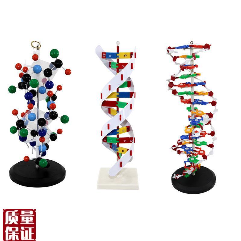 DNA双螺旋模型生物教具教学仪器蛋白质L合成氨基酸二级结构初高