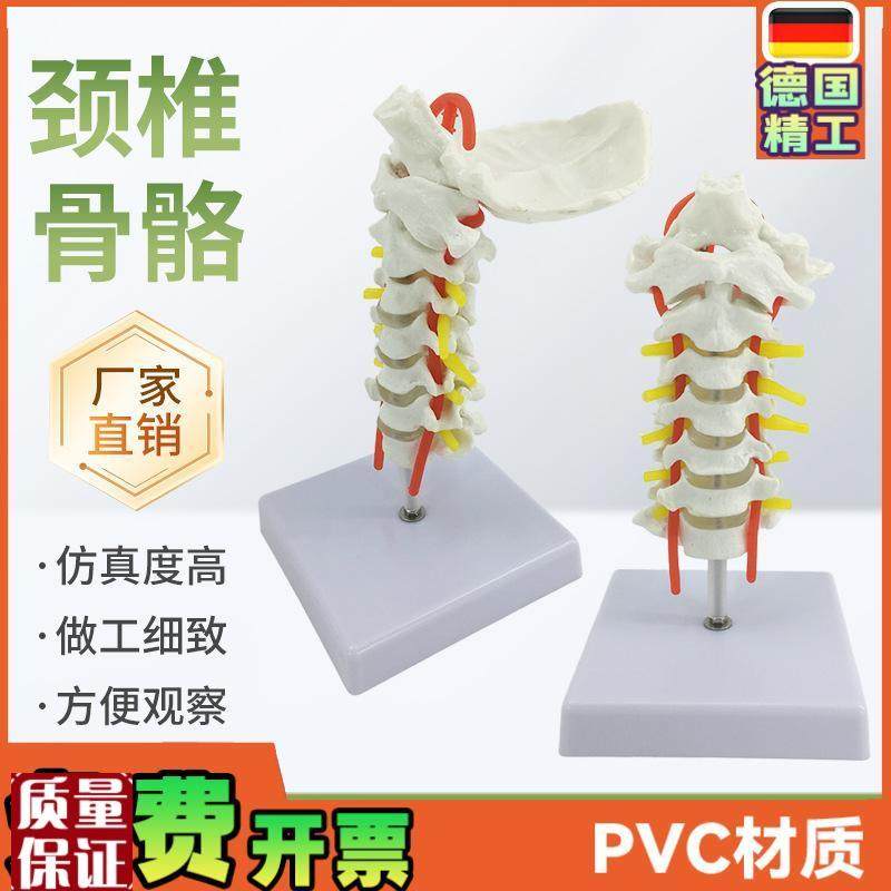 人体颈椎带颈动脉模型神经后枕骨椎J间盘颈椎模型脊柱脊椎模