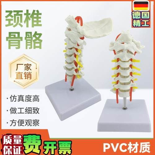 人体颈椎带颈动脉模型神经后枕骨椎J间盘颈椎模型脊柱脊椎模