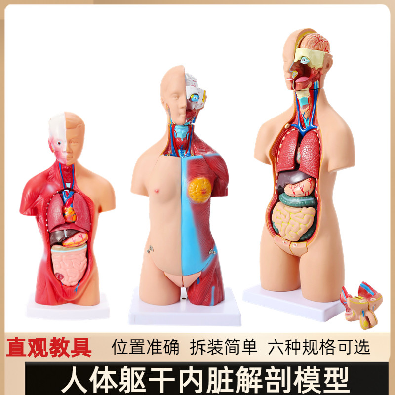 人体躯干拆卸拼装人体模型结构骨骼E器官内脏医学解剖早教儿童玩
