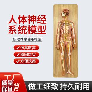 人体神经系统解剖模型中枢神A经脑脊髓周围脊神经骶丛坐骨神