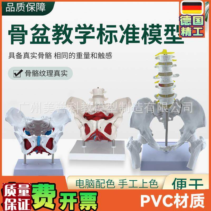 可活动女性骨盆生殖o器官模型盆腔盆底肌结构附盆底肌二节腰椎模