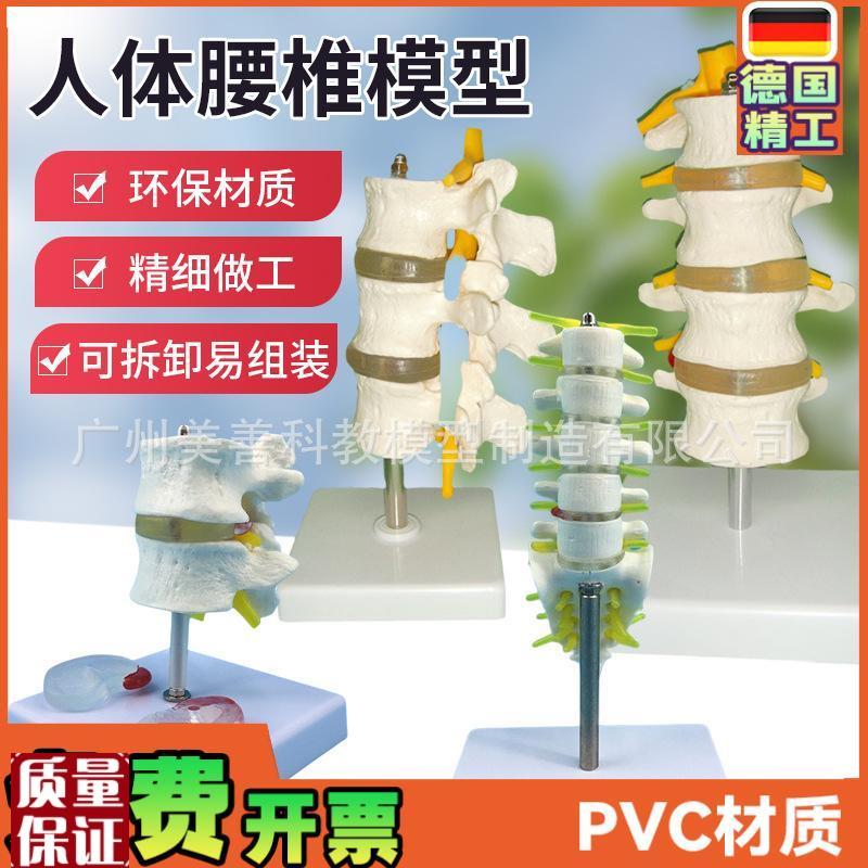 人体脊柱模型脊椎骨腰椎u模型腰椎结构腰椎间盘关节模具病理腰