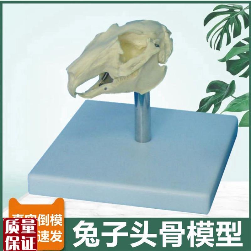 兔子骨骼模型f仿真头骨标本可活动猫牙齿犬牙齿兽医宠物医生用动