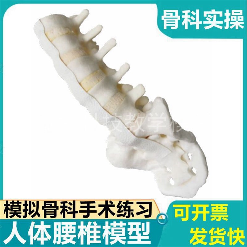人工腰椎假骨模型 彷真骨 模拟骨科手术练习椎弓植入影.像显影用