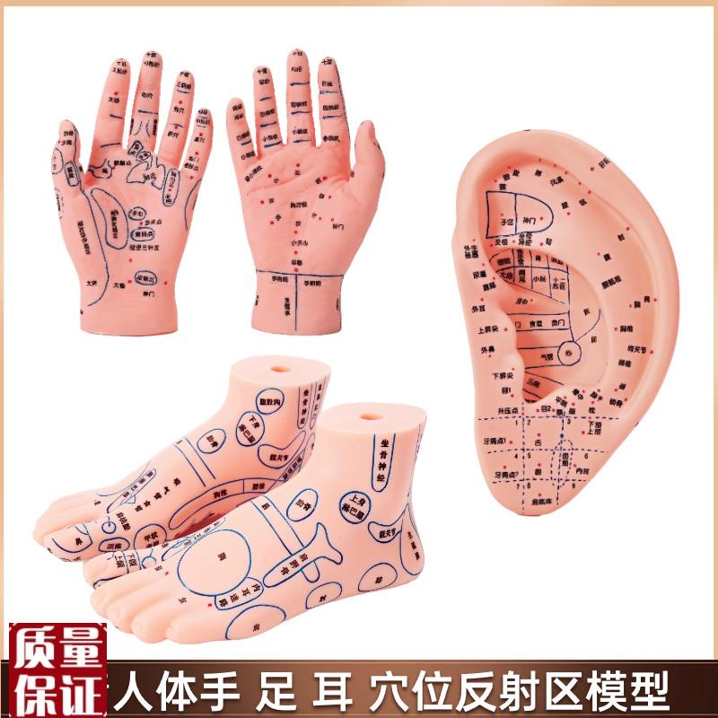 手足耳朵穴位模型反射p区脚底中医按摩推拿针灸经络高清晰教学模