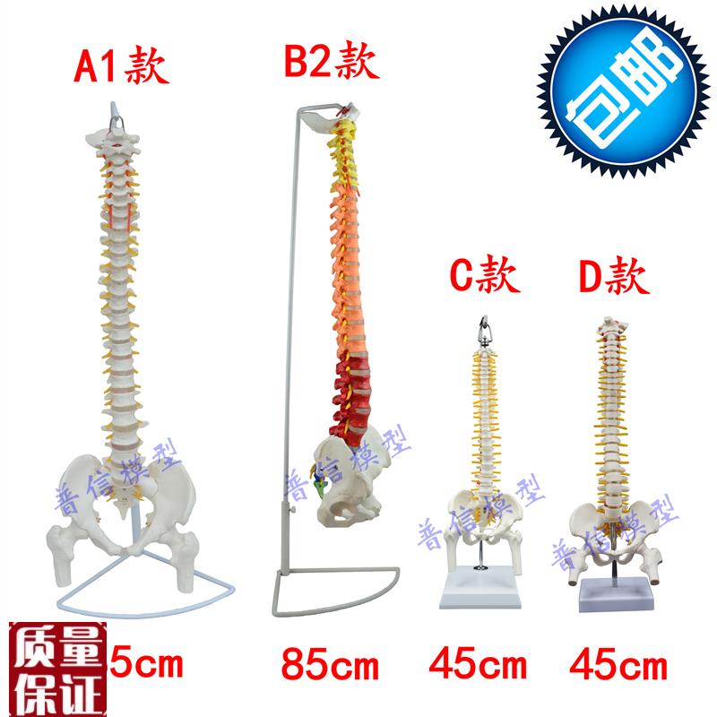 普信人体脊椎模型带骨盆股骨人体骨骼可弯R曲活动挂式脊柱模