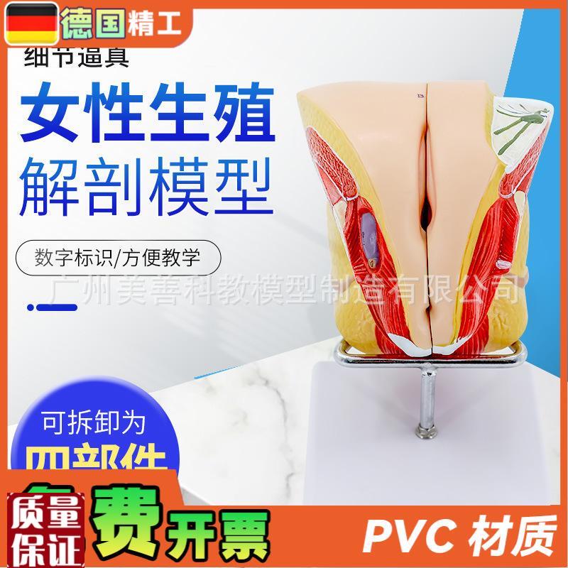 女性生殖解剖f内外生殖层次解剖模型阴道子宫解剖模型器官解