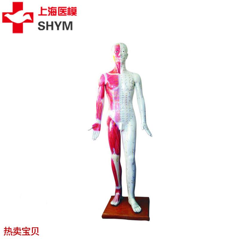 上海医模标准针灸穴位人体模型178cm厂家直销178WCM高医学模型