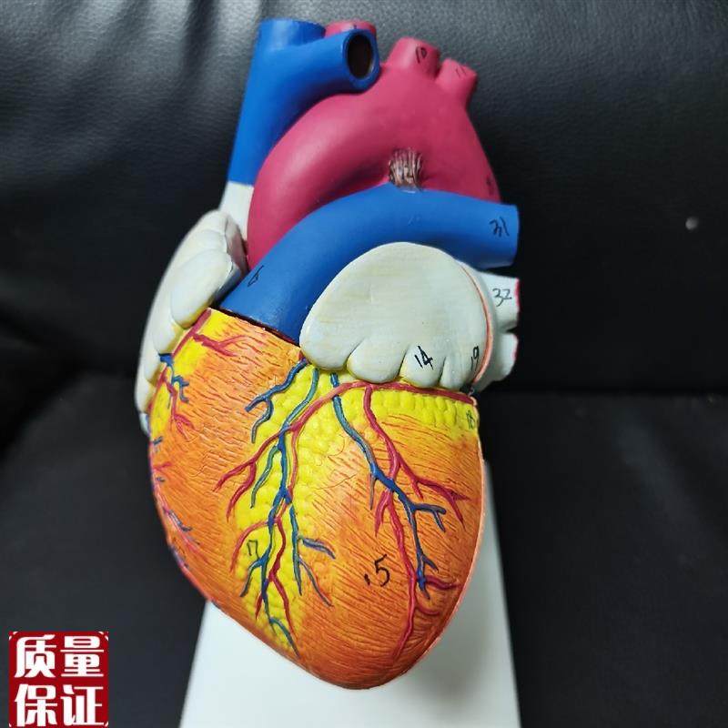 厂家直销三角形教具镜解剖B超B彩超可拆卸自然大心脏医学教学模