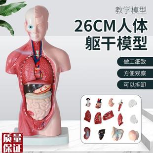 26cm人体躯干模型可拆卸内脏心脏解剖模型医S学儿童玩具躯干通