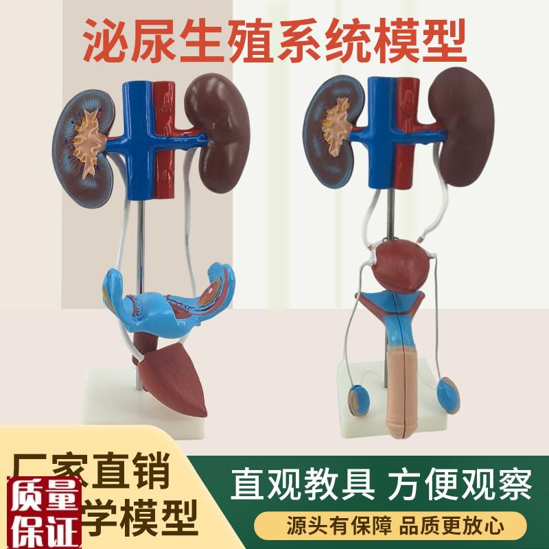 男性泌尿生殖系统解剖模型x女性泌尿系统人体泌尿系统解剖模