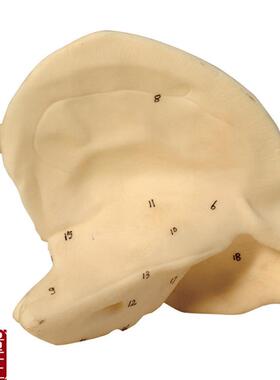 颞骨放大模型A11C119/颞骨解剖模