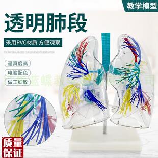 透明肺段模型肺解剖支气管树胸外科F呼吸科模型标本人体肺部模