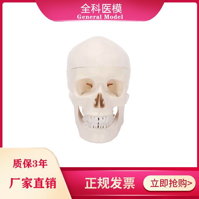 自然大头骨模型人体头颅骨标本骨缝线I解剖结构教学展示仿真骷髅