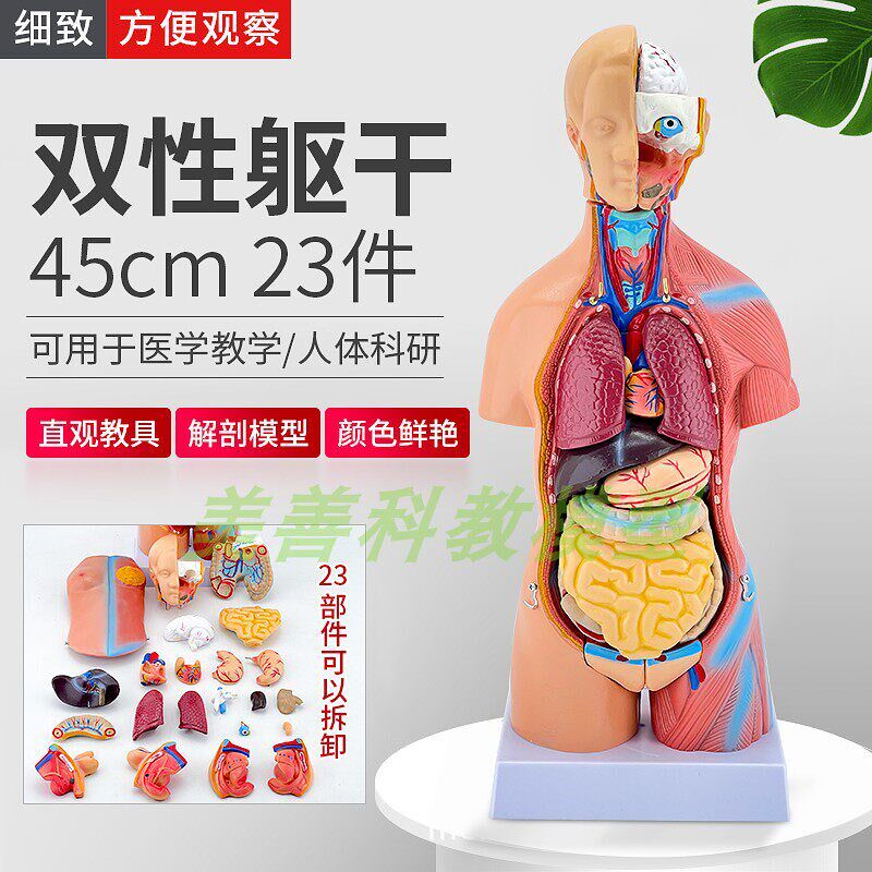 45CM人体模型解剖心脏骨骼全身结构医学器官两性T躯干内脏拼图儿
