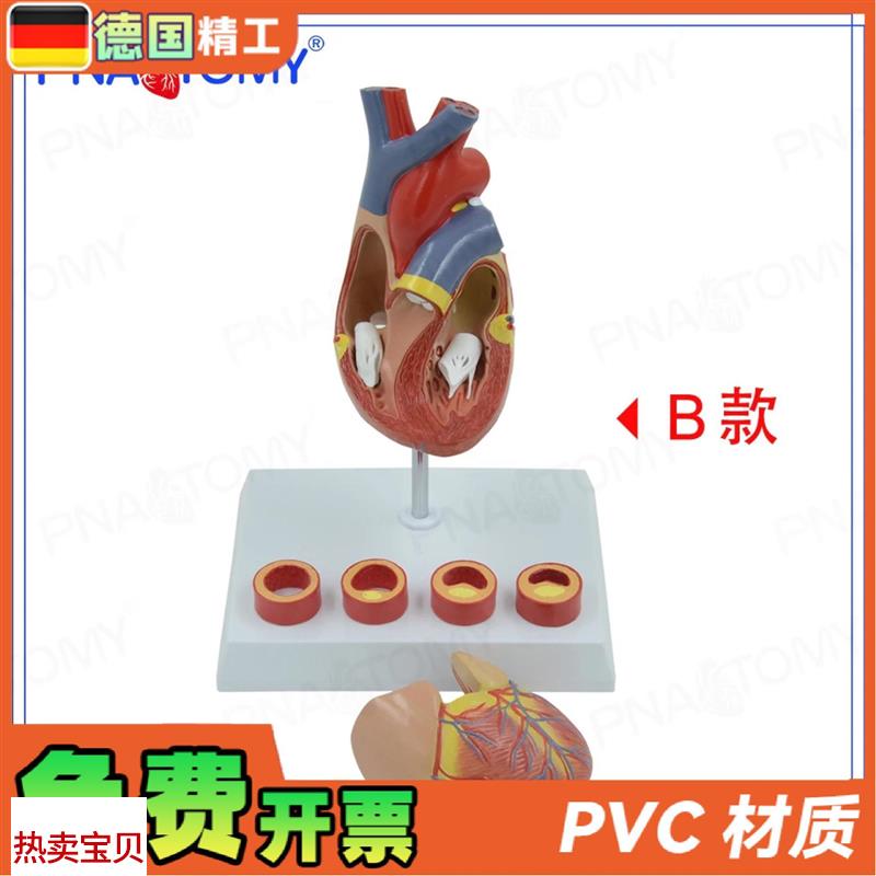 德国】PNT-0724心脏模u型4阶段血管动脉病理期心脏解剖心血管科展