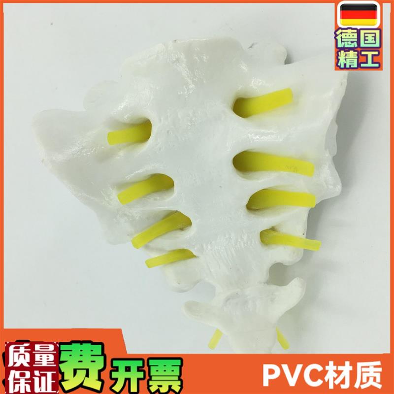 骶骨和胸尾骨模型模型脊椎脊柱骶胸尾骨模型U脊椎模型骨骼模