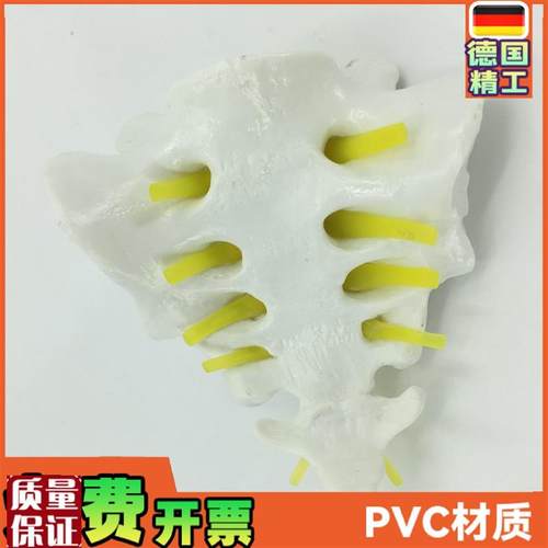 骶骨和胸尾骨模型模型脊椎脊柱骶胸尾骨模型U脊椎模型骨骼模