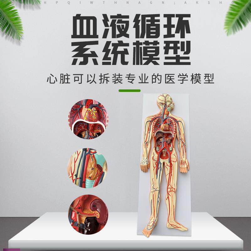 人体血液循环系统模型全身内脏器官解剖教学教具U心脏血管演示模