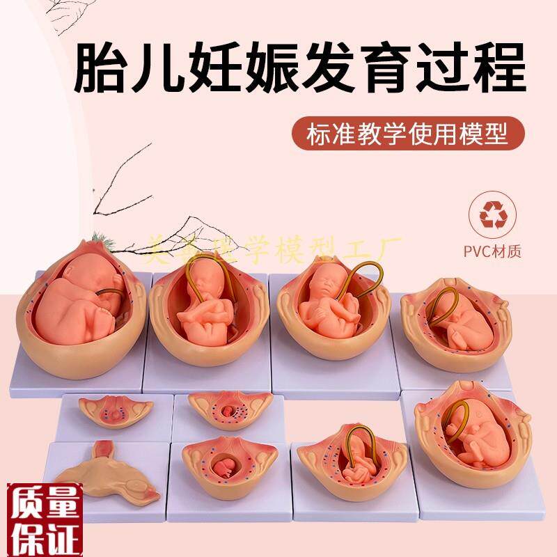 妊娠胚胎发育模j型计划生育模型9个月胎儿发育过程模型10件