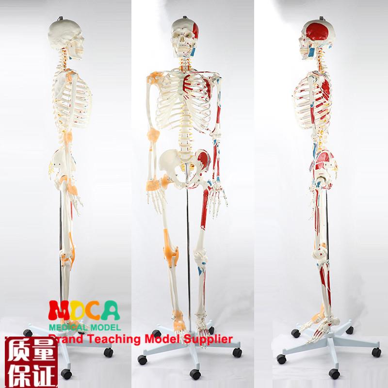 170CM人体骨骼模型神经肌肉起止着色带韧带骨架医学W教学MGG30