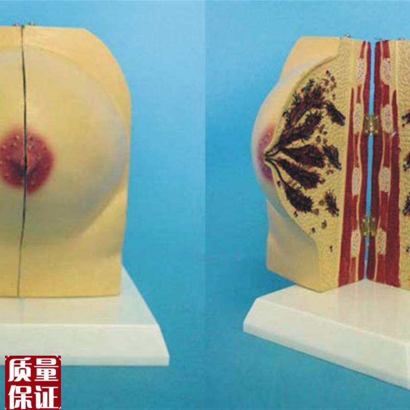 未孕女性乳房解剖模型女性乳房模型O催乳师培训道具哺