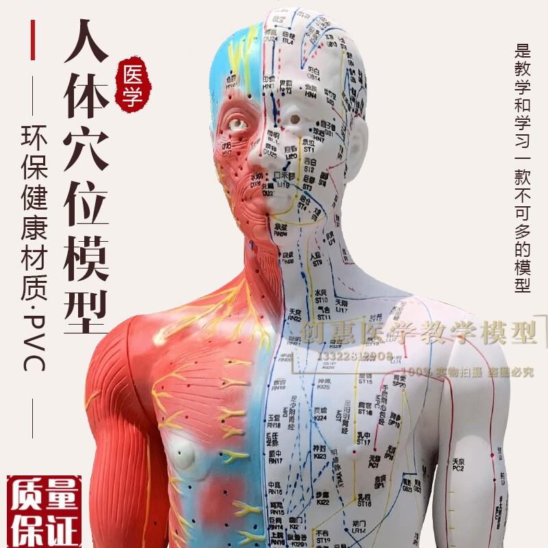 超清刻字针灸人体穴位模型经络通中医教学美容模特85Zcm男人模