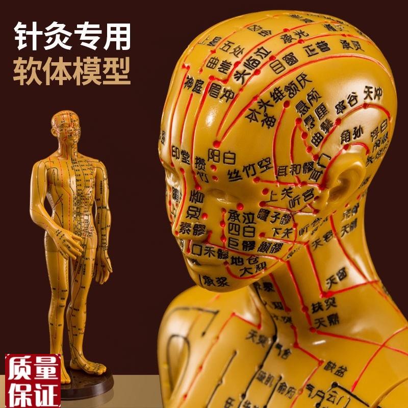 针灸穴位人体模型人全身中医十二经络小皮人P经络图穴位模特可扎