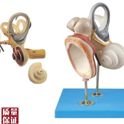 内耳听小骨及鼓膜放大模型A1N7204/解剖模