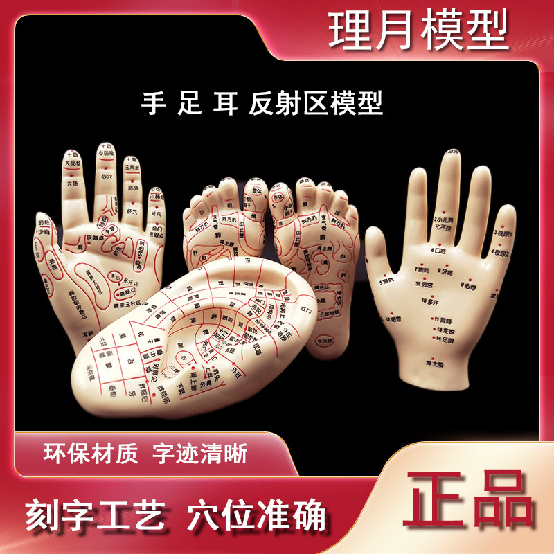 脚穴位模型足部底耳模耳朵手经络手部推拿针灸足底脚X模反射眼睛