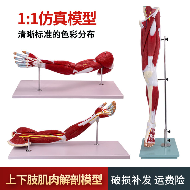 医学人体自然大上下肢腿部肌肉局部解剖模型N运动康复运动健身教