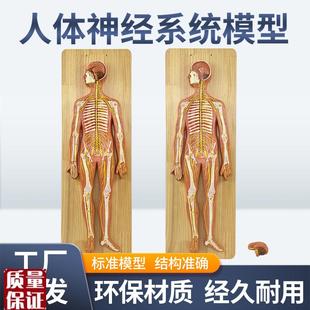 医学人体神经系统解剖t模型中枢神经脑脊髓躯干模型脊神经模