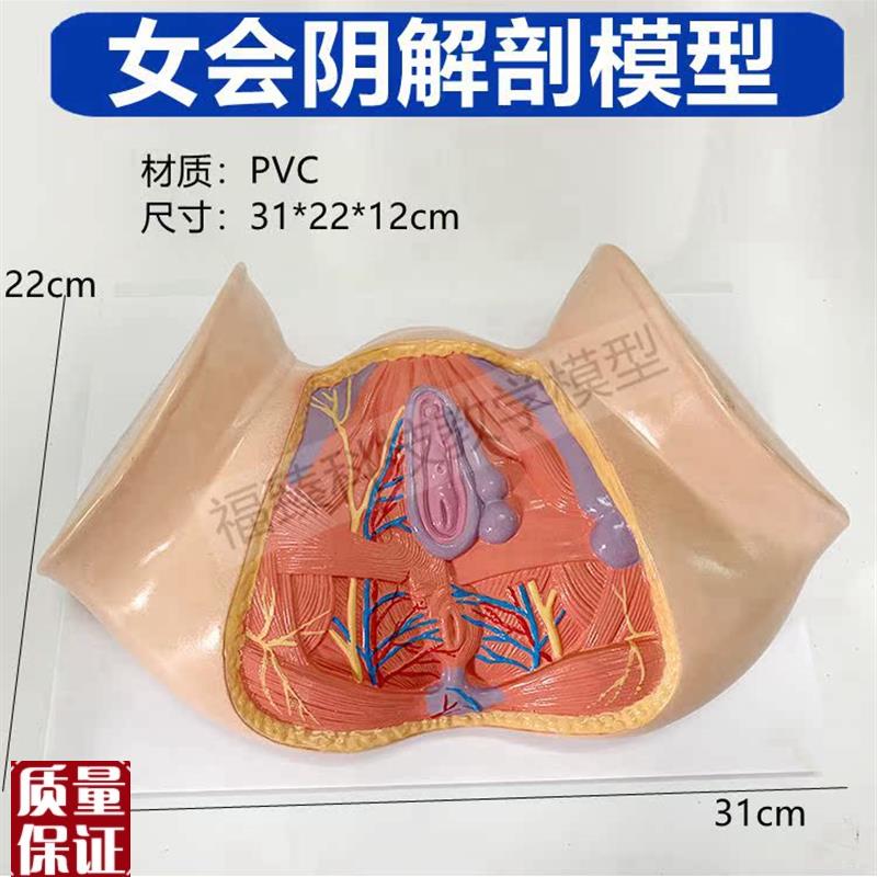 女盆底肌解剖模型产后r修复月子家政月嫂培训外阴生殖肛周护理技