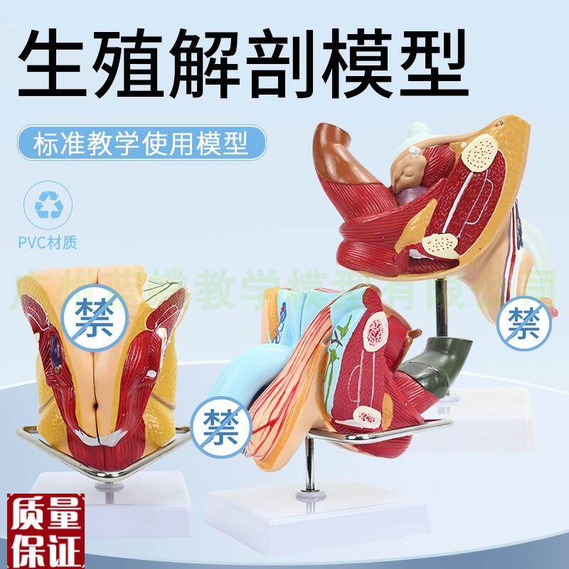 女性生殖结构模型4n部件女性内外生殖系统模型子宫解剖计生模