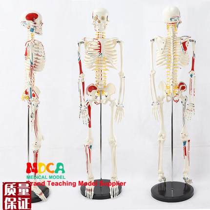 骨骼骨架解剖模型4l5cm85cm170cm美术用医学医用标准人体教学模