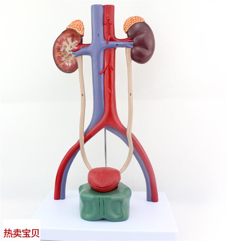ENOVO颐诺人体泌尿系统模x型肾输尿管膀胱尿道解剖模型医学泌尿科