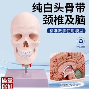人体头骨附颈椎及大脑模型可拆卸成人1:1骷R髅头医学教具数字编