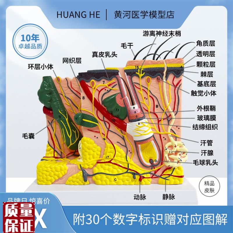 皮肤结构层次放大模型微整形医学解剖教学人头美容纹Z绣眉硅胶模