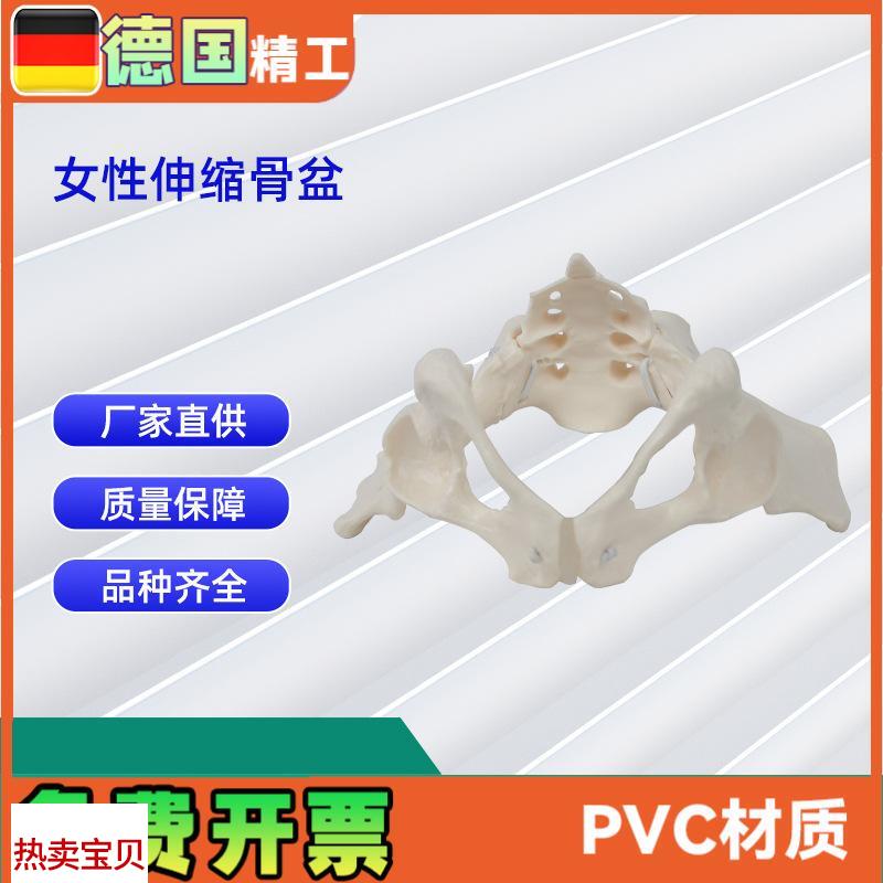 女性伸缩骨盆人体骨盆E模型医学骨骼教学模型