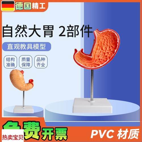 德国自然大胃2部件生物胃部解刨模型教学用品学V生上课实验教材